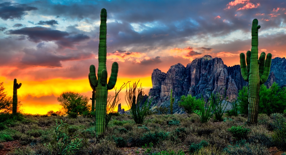 Saguaro Cactus