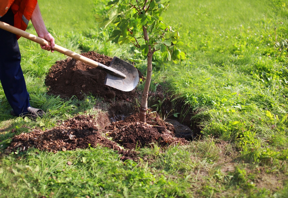 Person planting a young tree in a garden