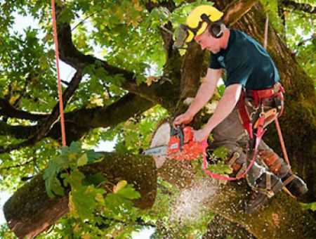 Tree Services