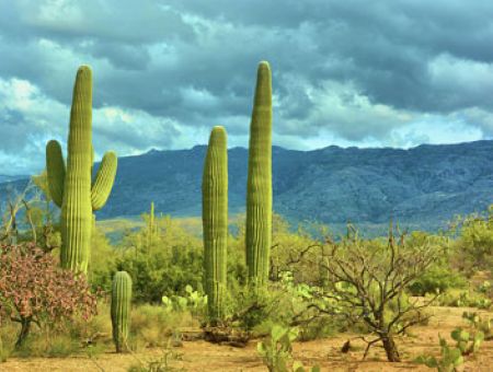Cactus Removal